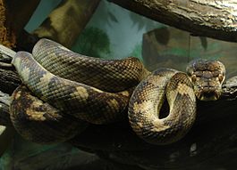 Аметистовый питон (Morelia amethistina)