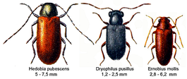 AnobiidaeSpec.png
