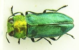 Anthaxia nitidula bl.JPG