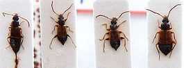 Anthophagus.JPG
