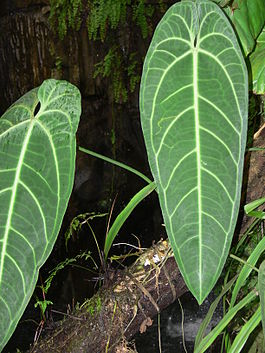 Anthurium waroqueanum.JPG