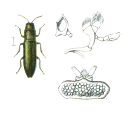 Aphanisticus pusillus.png