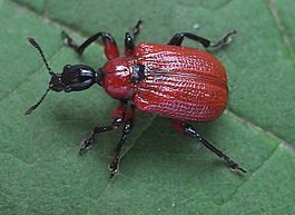 Apoderus coryli above.jpg
