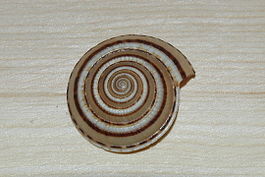 Architectonica perspectiva dos.JPG