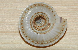 Architectonica perspectiva face.JPG