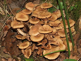 Armillaria tabescens.JPG