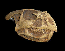 Bagaceratops.JPG