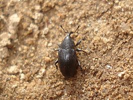 Baris artemisiae 01.JPG