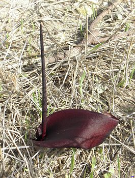 Biarum pyrami 2.JPG
