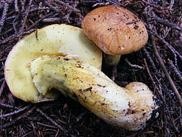 Boletus regius.JPG