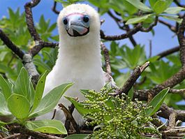 Booby chick.jpg