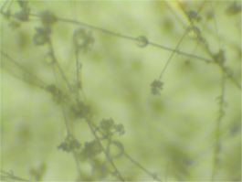 Botrytis conidiophores 16X.png