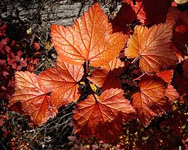 Bottomdollar99730 - Northern Red Currant.jpg