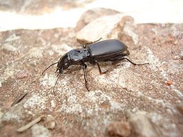 Broscus cephalotes 01.JPG