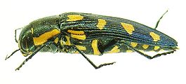 Buprestis octoguttata side.JPG