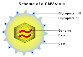 CMVschema.svg