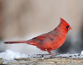 CardinalMale2007.jpg