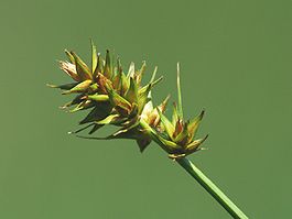 Carex otrubae.jpeg
