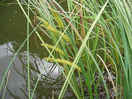 Carex rostrata.jpeg