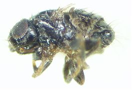 Carnus hemapterus.JPG