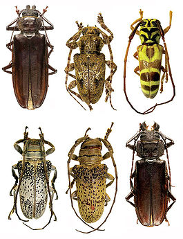 Cerambycoidea.jpg