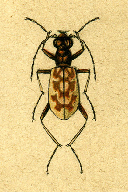 Chaetodera laetescripta.png