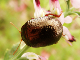 Chrysolinabankii.png