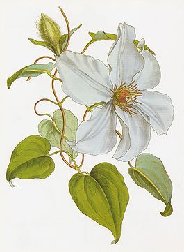 Clematis lanuginosa RHS.jpeg