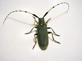 Coleóptero3.JPG