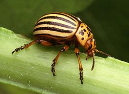 Colorado potato beetle.jpg