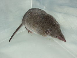 Common Shrew.jpg