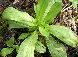 Corn salad, spring, close up.JPG