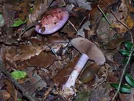 Cortinarius rufoolivaceus.JPG