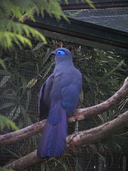 Coua caerula.jpg