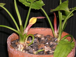 Cryptocoryne Flower.JPG