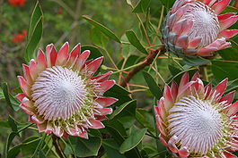 Cynaroides - sb616.JPG