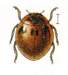 Cynegetis.impunctata.jacobs25.jpg