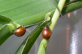 Cynegetis impunctata.jpg