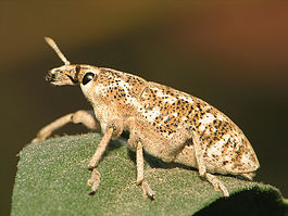 Cyphocleonus achates.jpg