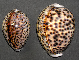 Cypraea tigris 2.JPG