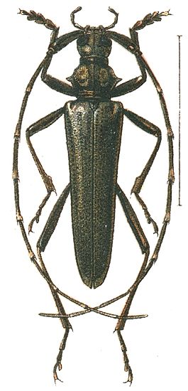 Distenia.JPG