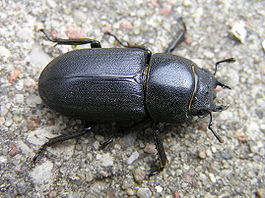 Dorcus parallelipipedus beentree.jpg