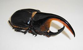 Dynastes satanas.JPG