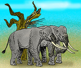 Elephas reckii.jpg