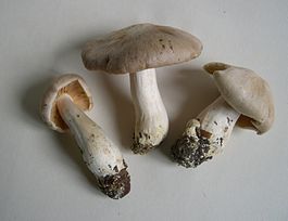 Entoloma sinuatum.JPG