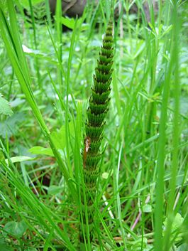 Equisetum thelmateia