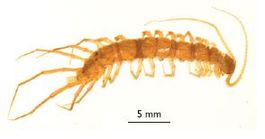 Eupolybothrus longicornis