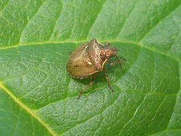 Eysarcoris aeneus 03.JPG