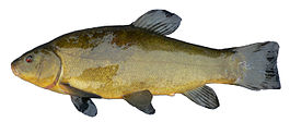 FemaleTench1.JPG