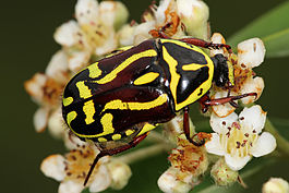 Fiddler beetle nov07.jpg